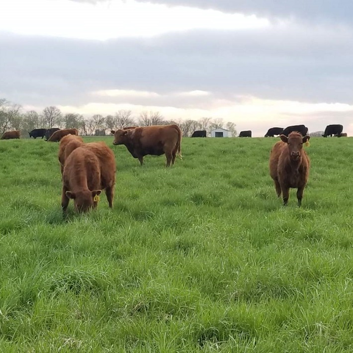 grassfed steaks