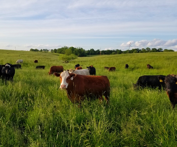 grass-fed beef, grass-fed steaks