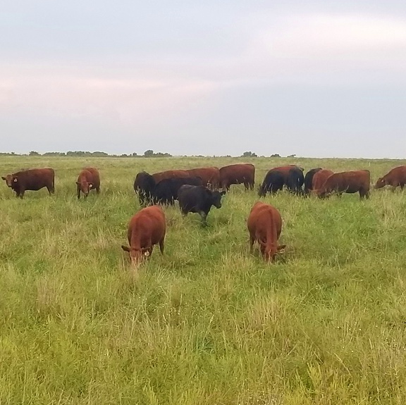 grass fed beef steaks