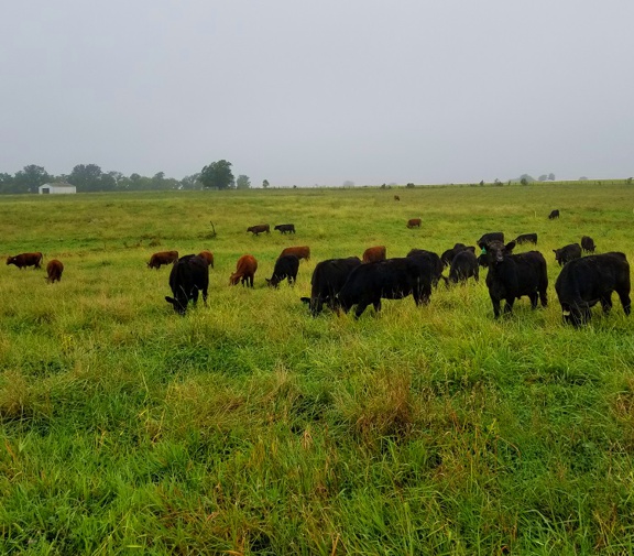 grass fed beef steaks