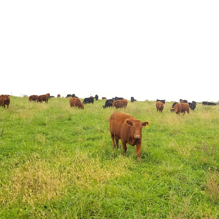 grassfed steak