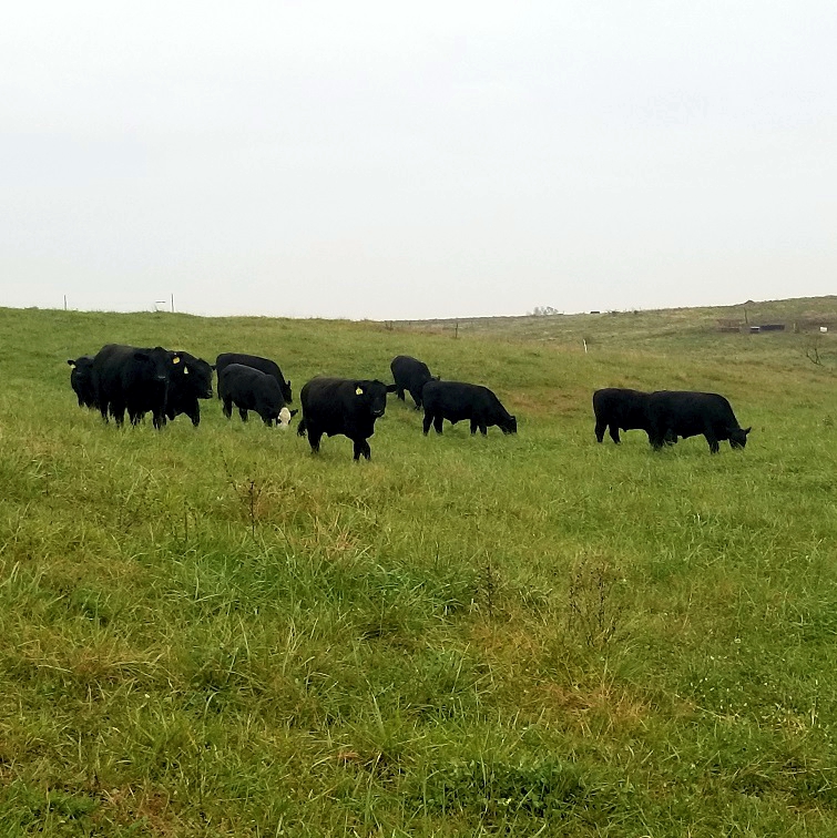 grass fed beef steaks