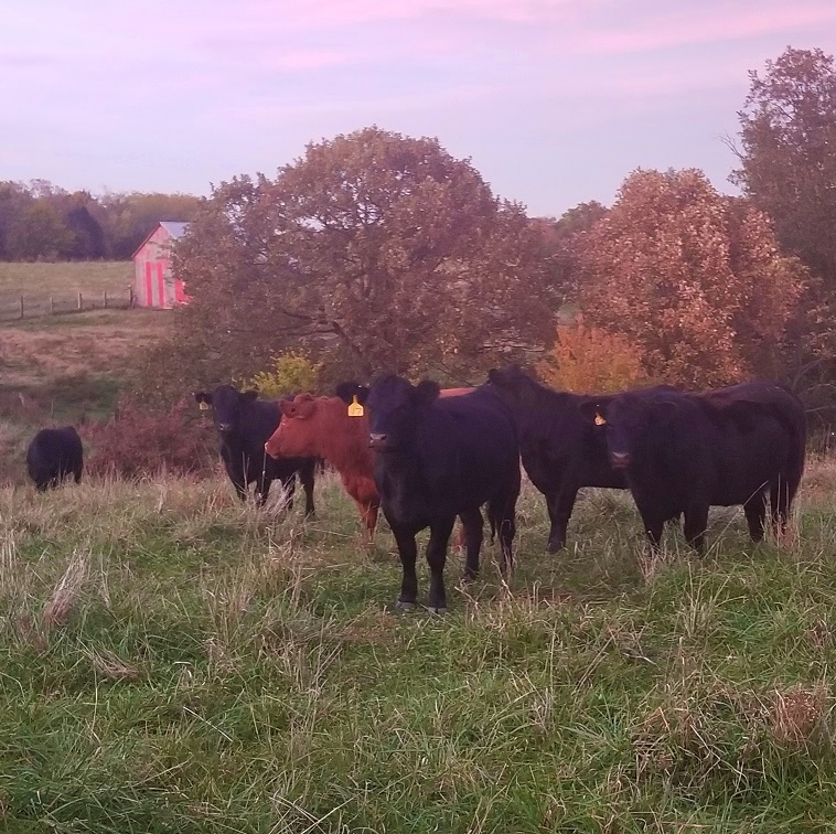 grassfed steaks