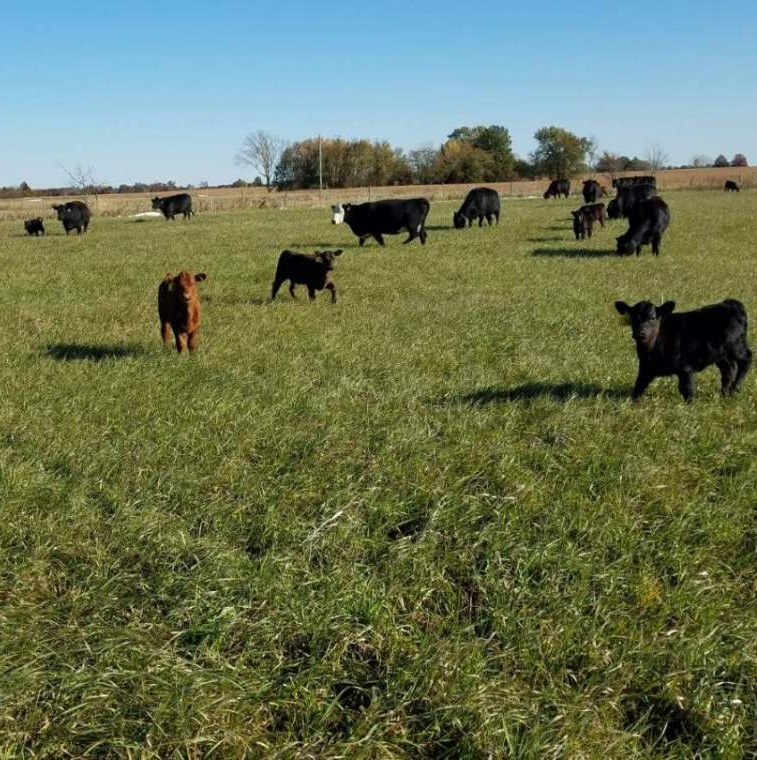 grassfed steak