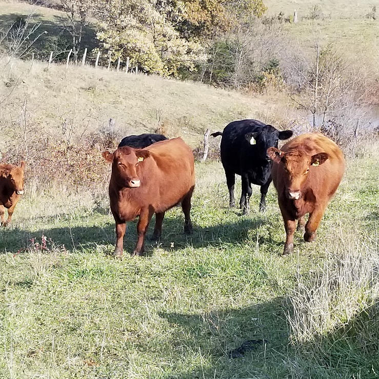 grass-fed steaks