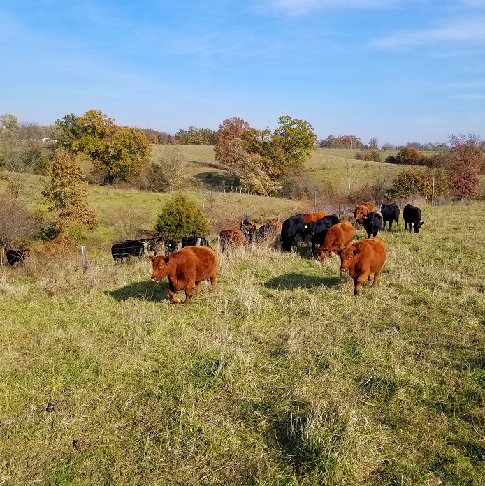 grass fed beef steaks