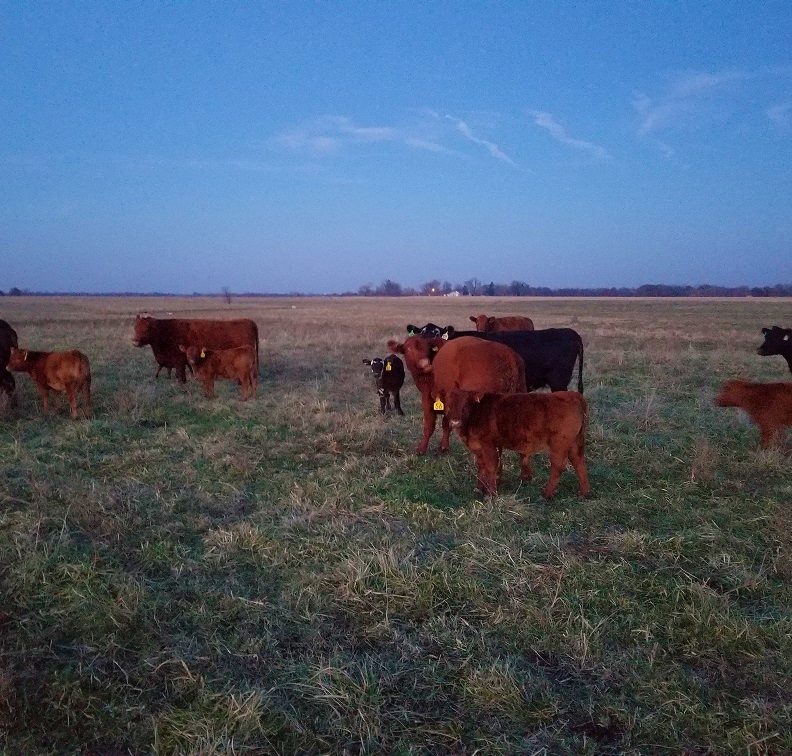 grassfed steak