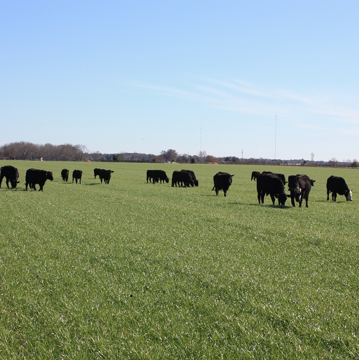 grass fed beef steaks