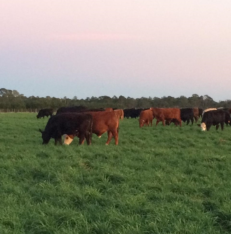 grass-fed steaks