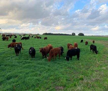 grass-fed steaks