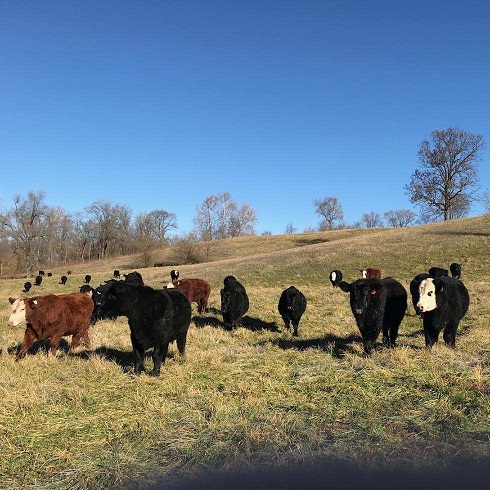 grass-fed steaks