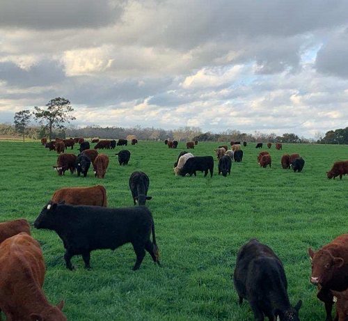 grassfed steak