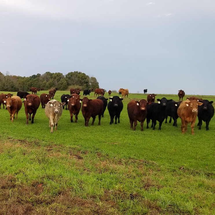 Alabama grassfed beef