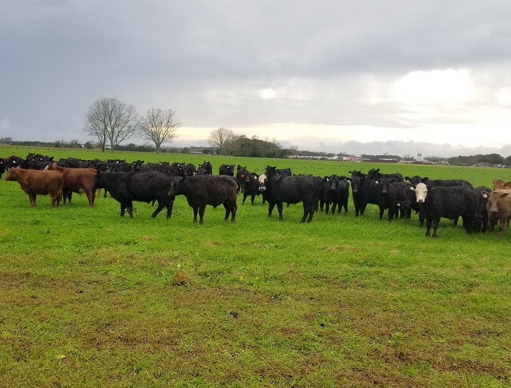 grassfed steak