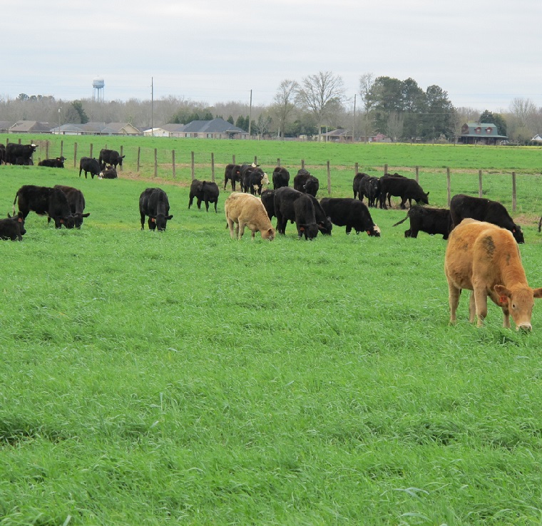 grass-fed steaks