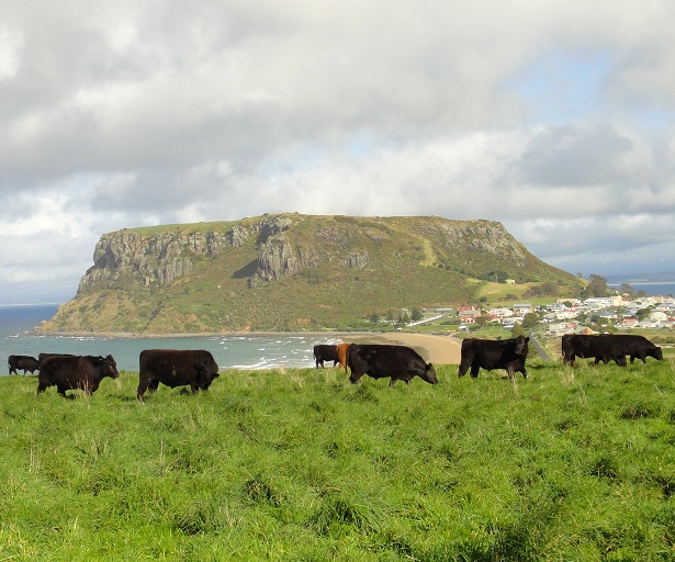 grass fed beef steaks