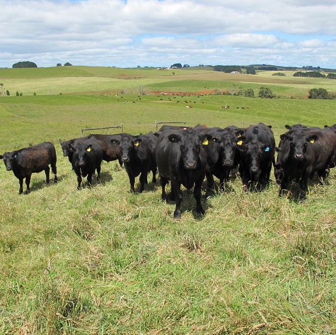 grass fed beef steaks