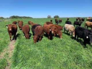 grass fed beef steaks