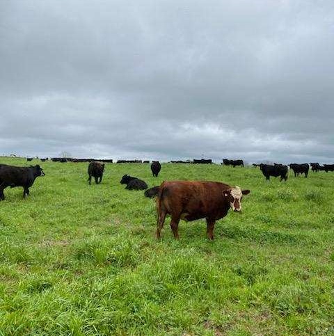 Alabama grassfed beef