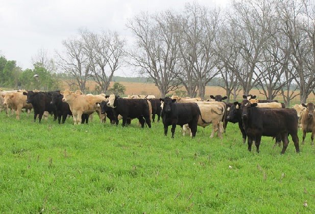 grassfed steak