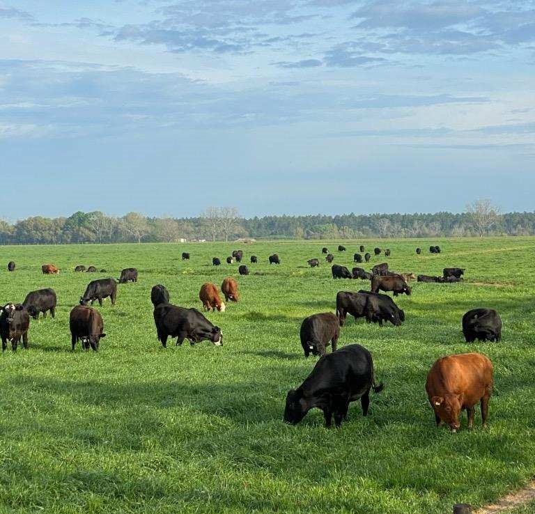 grass fed beef steaks