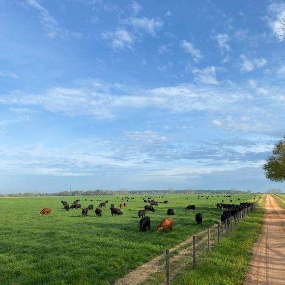 grass-fed steaks, grass-fed beef