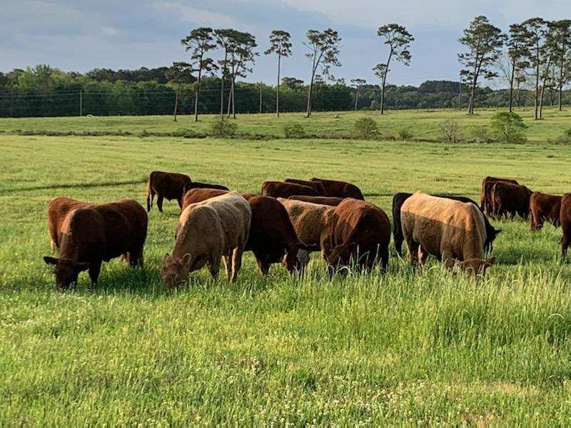 grass fed beef steaks