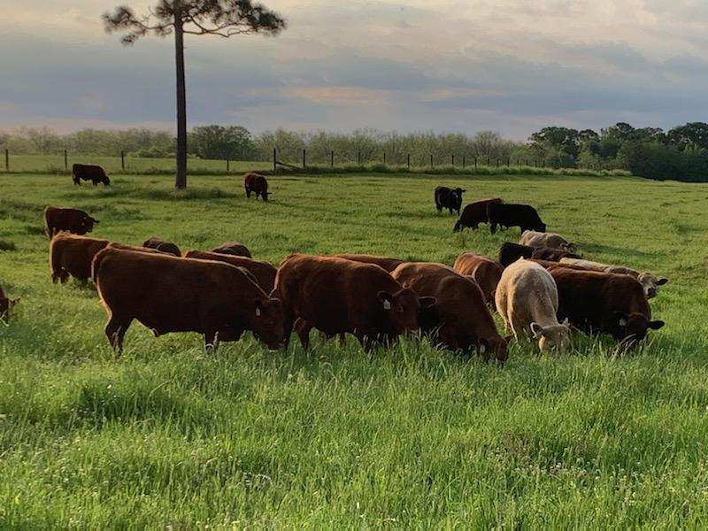 grass-fed steaks