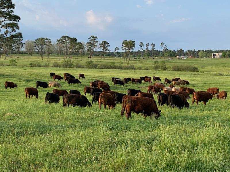 grassfed steak