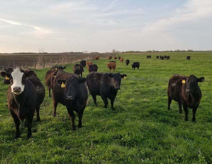 grass-fed steaks