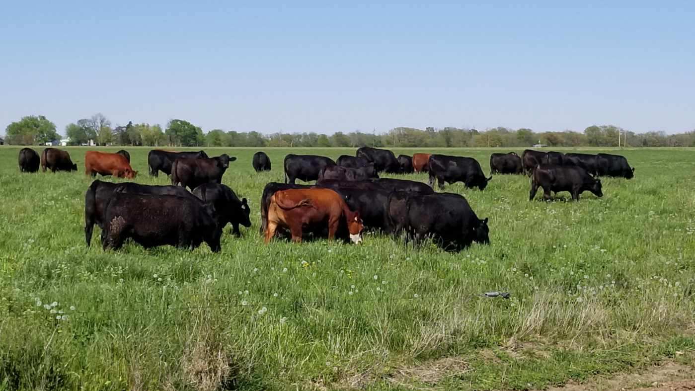 grassfed steak