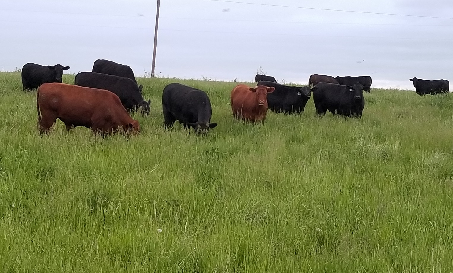 grassfed steak