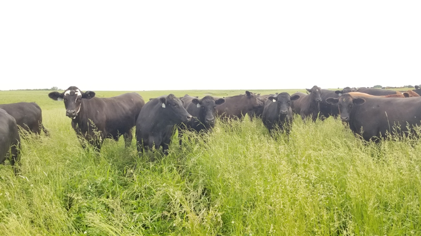 grassfed steak