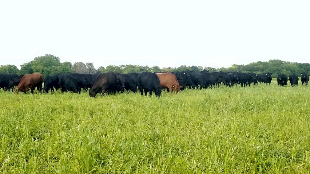 grass fed beef steaks