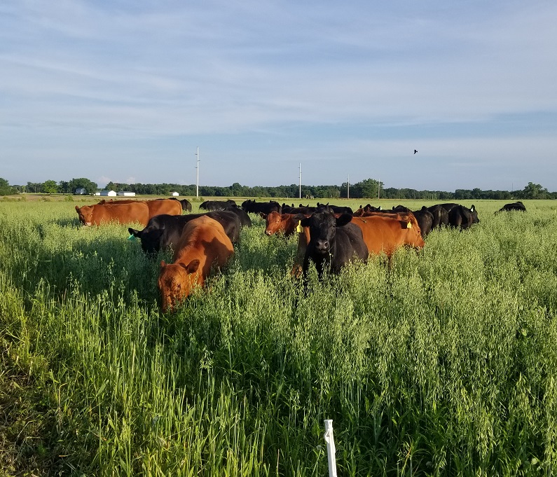 grass-fed steaks