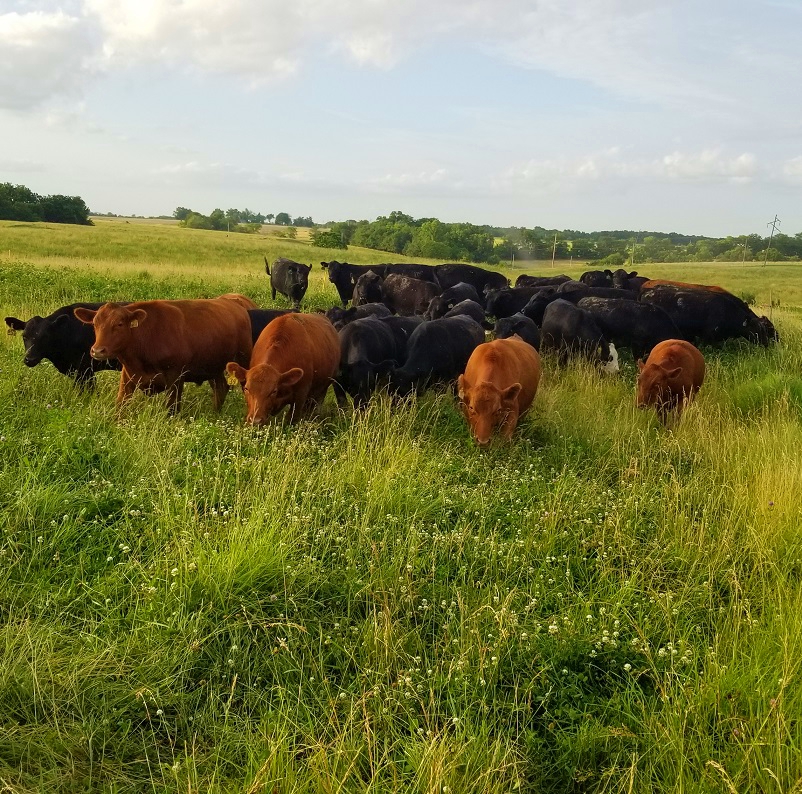 grassfed steak