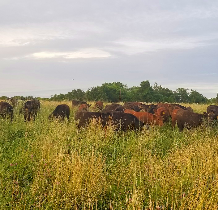 grass fed beef steaks