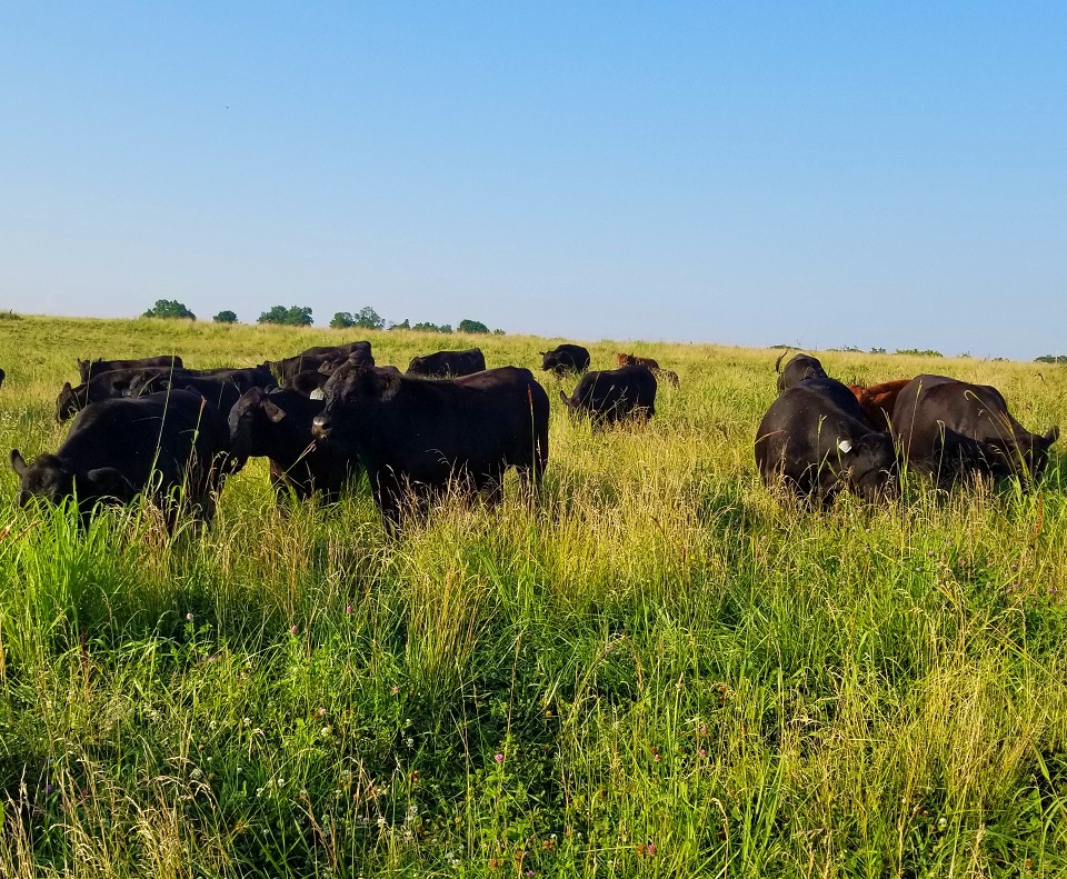 grass-fed steaks