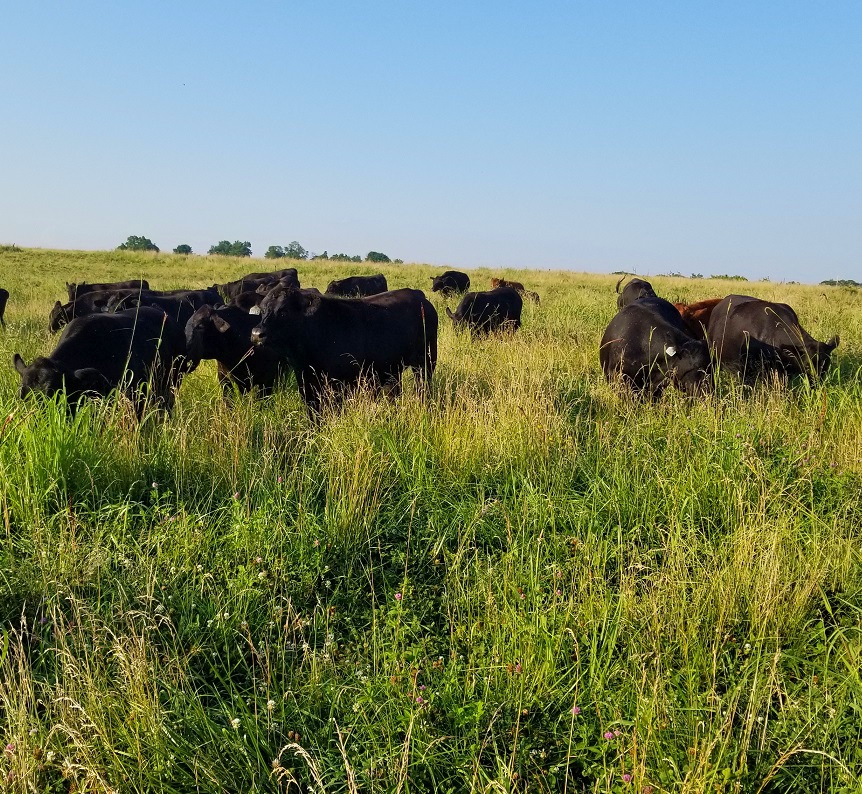 grassfed steak