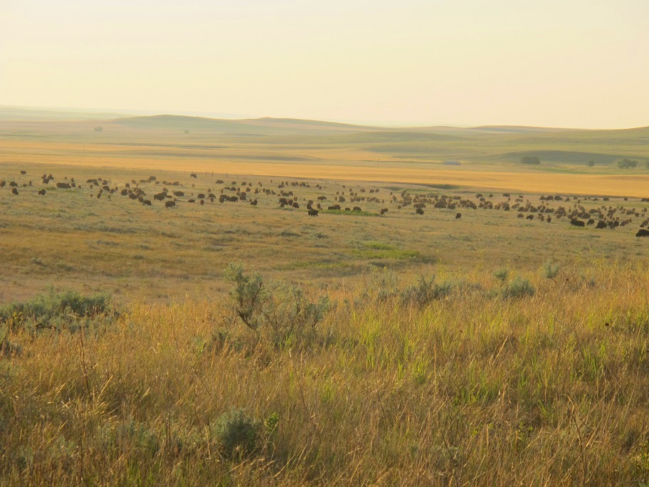 grassfed beef, grassfed bison, grassfed buffalo