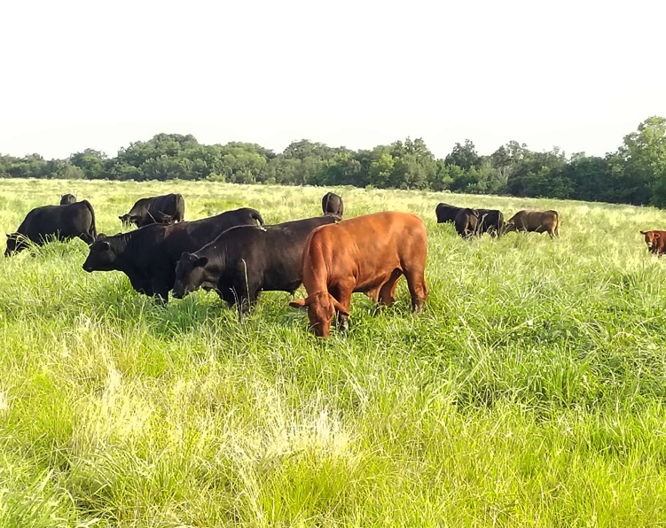 grass fed beef steaks