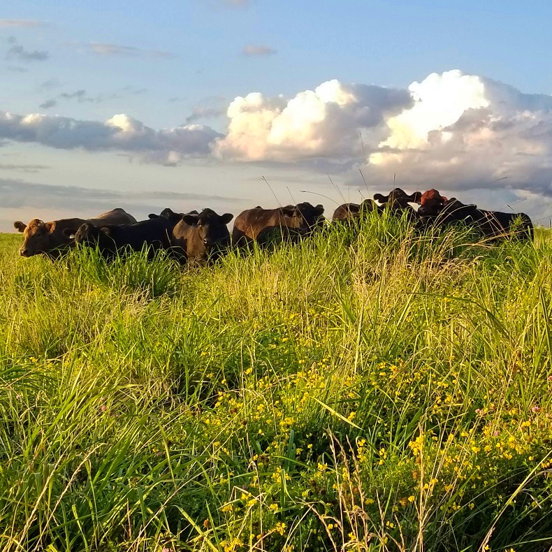 grass-fed steaks