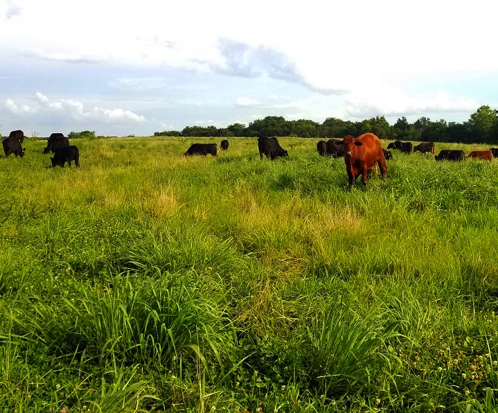 grassfed beef