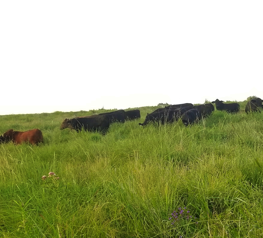 grass fed beef steaks