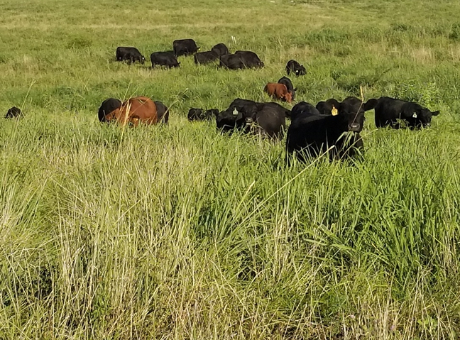 grassfed steak