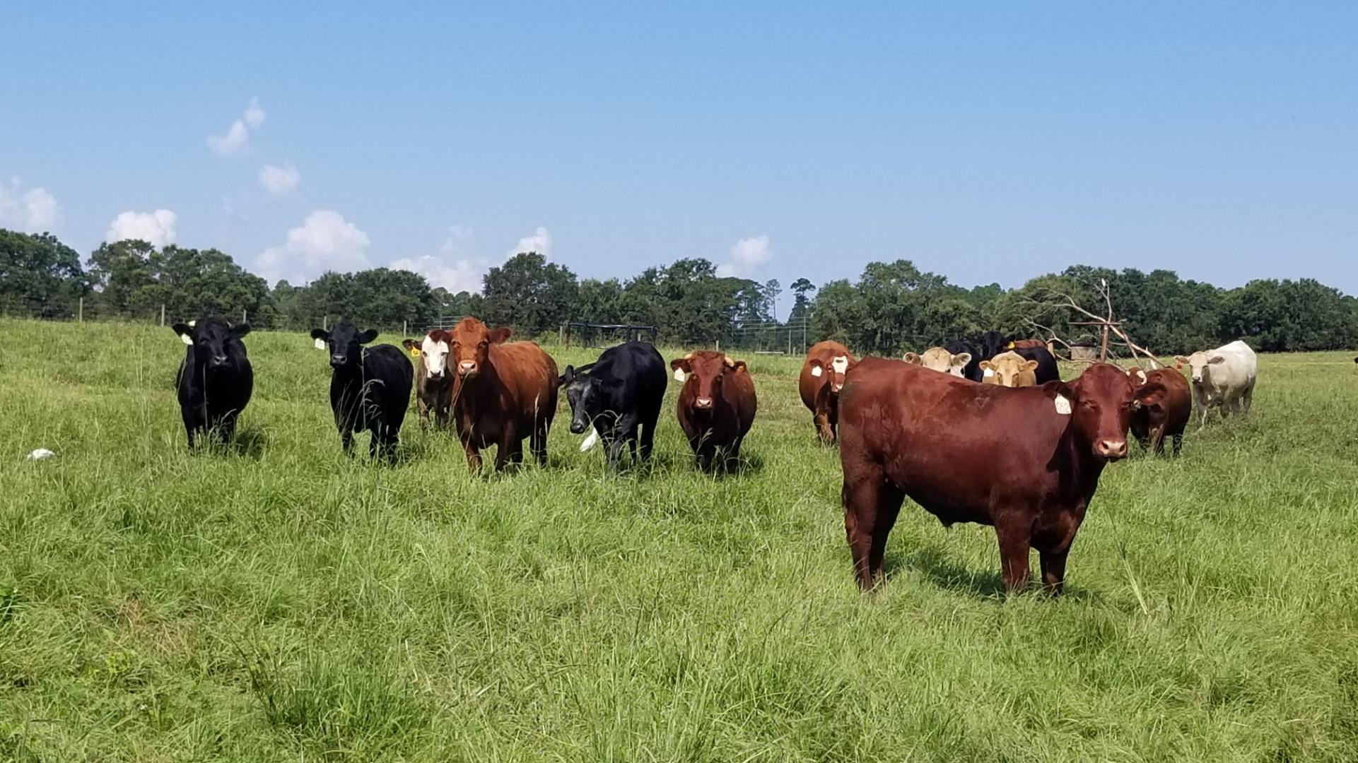 grass fed beef steaks