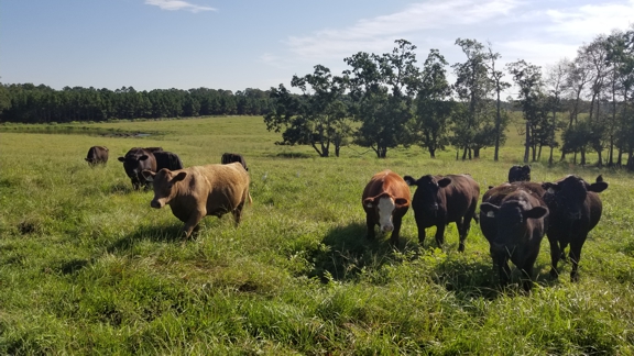 grass-fed steaks