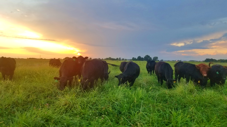 grassfed steak