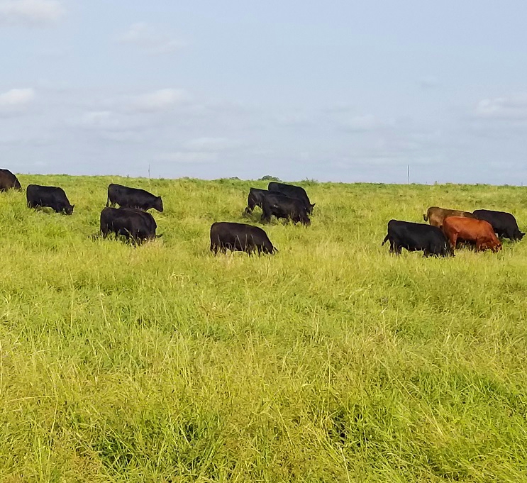 grassfed beef, grass finished beef