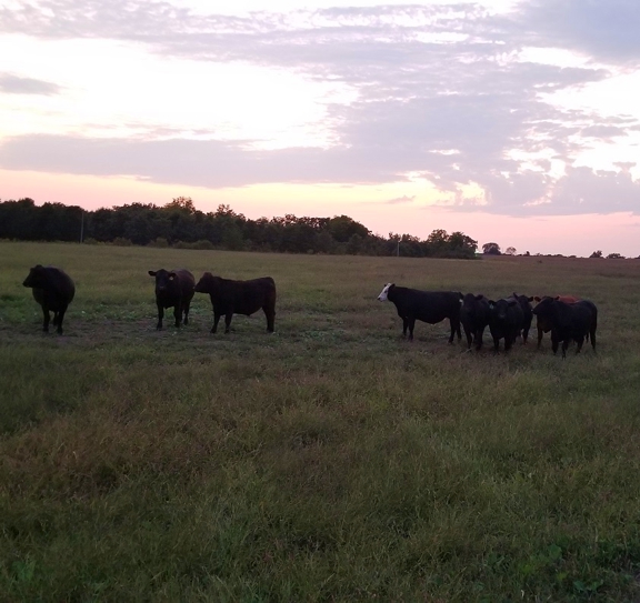 grass fed beef steaks